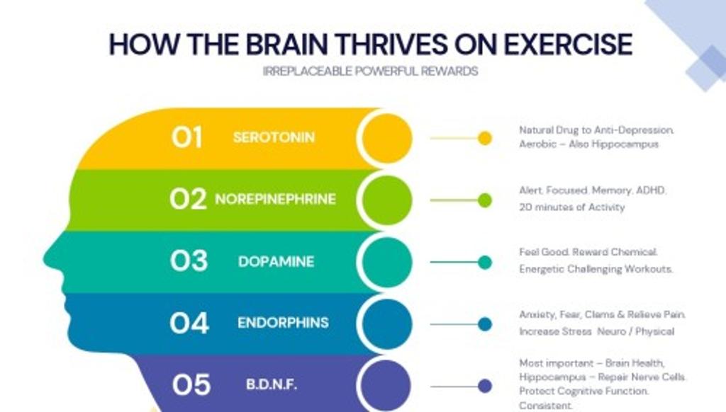 How the Brain Thrives on Exercise Infographic