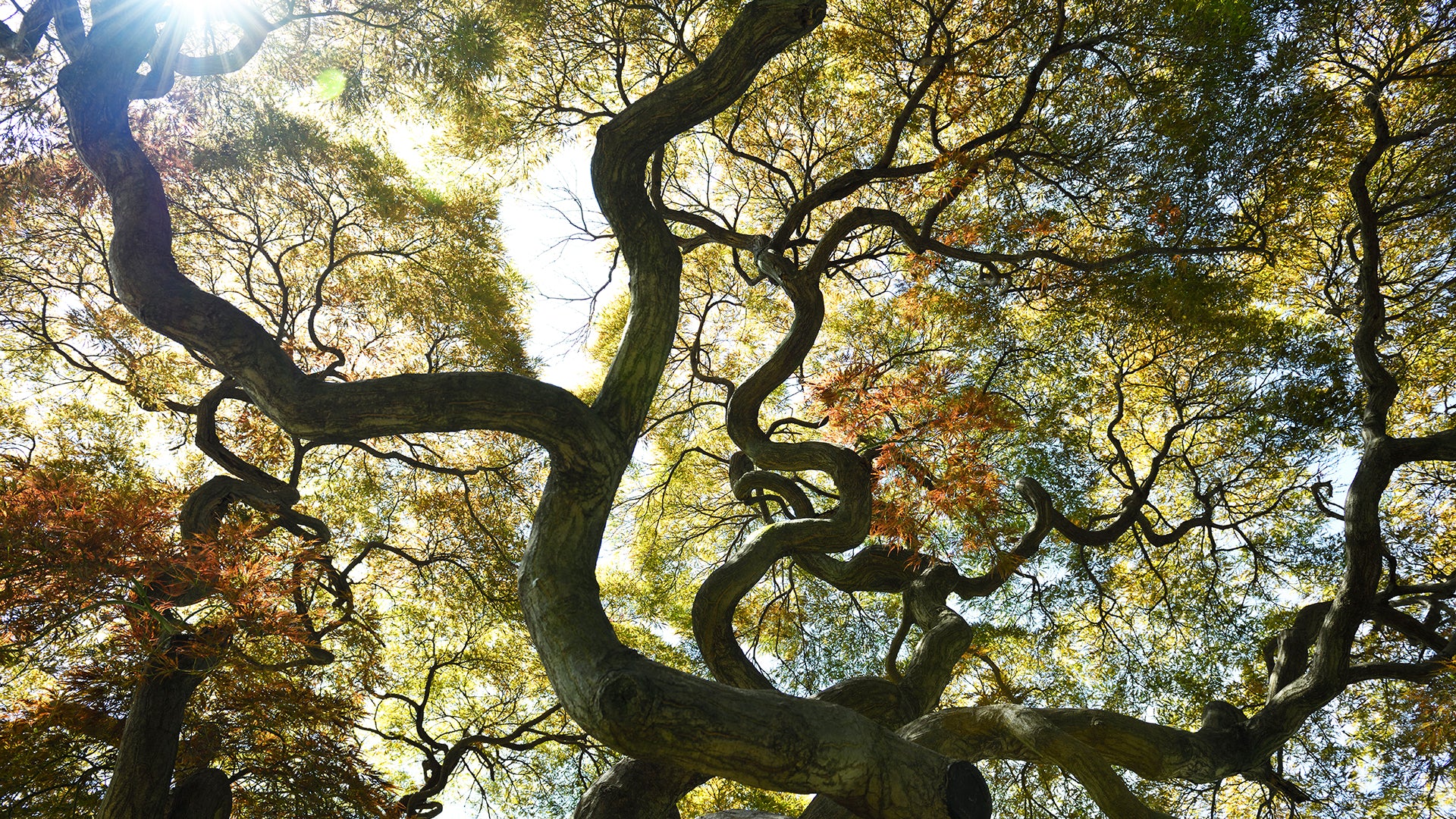 FXNA | The 3 Roots, Many Branches: A Functional Framework for Clinical Success | Image