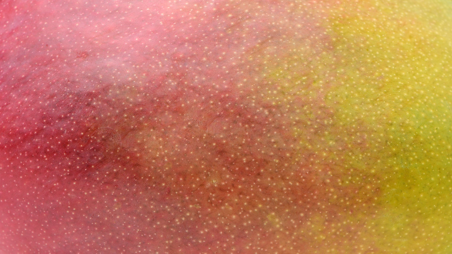 FXA Blog Header Mango Image
