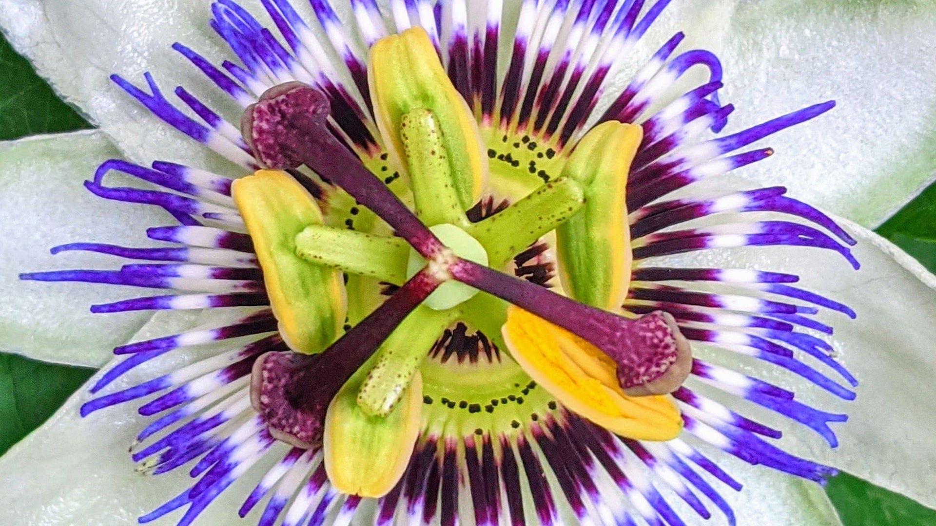 FXA-blog-header-passion-flower