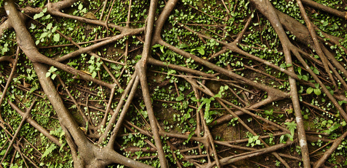 Busting myths about root cause resolution - Blog Image